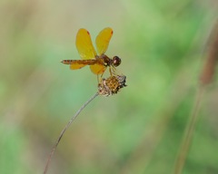Perithemis tenera
