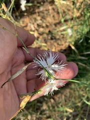 Dianthus arenarius