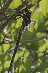 Epiaeschna heros