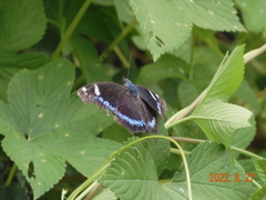 Kaniska canace