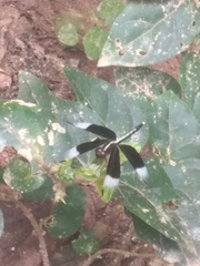 Neurothemis tullia