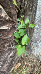 Mikania micrantha