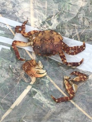 Hemigrapsus sanguineus