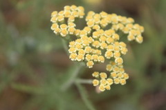 Achillea × submicrantha