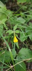 Melampyrum