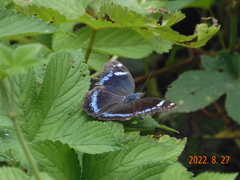 Kaniska canace