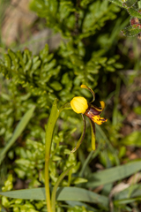 Diuris palustris