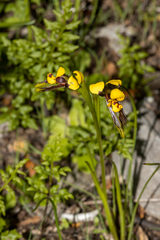 Diuris palustris