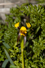 Diuris palustris