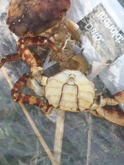 Hemigrapsus sanguineus