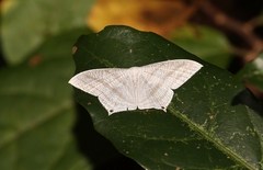 Micronia aculeata