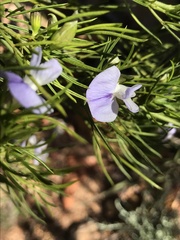 Psoralea sordida