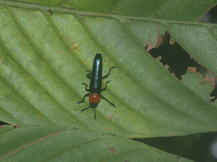 Erotylidae