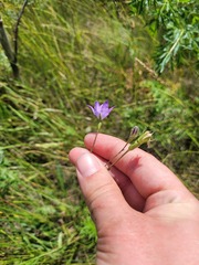Campanula stevenii