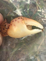 Hemigrapsus sanguineus