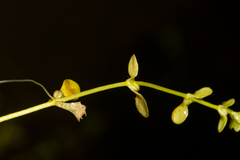 Callitriche stagnalis