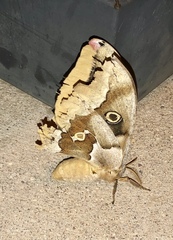 Antheraea oculea