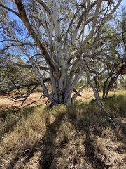 Eucalyptus camaldulensis