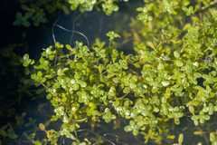 Callitriche stagnalis