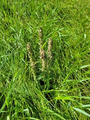 Pedicularis dasystachys