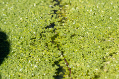 Callitriche stagnalis