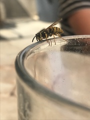 Vespula germanica