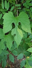 Vitis aestivalis