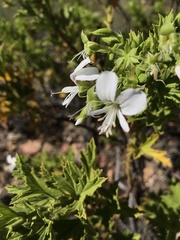 Pelargonium ribifolium