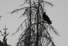 Corvus corax