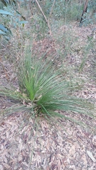 Xanthorrhoea