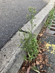 Erigeron sumatrensis