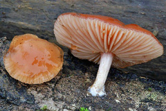 Rhodotus palmatus