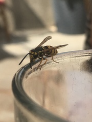 Vespula germanica