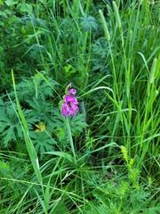 Gladiolus imbricatus