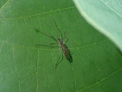 Gnophomyia tristissima