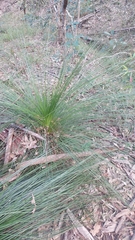 Xanthorrhoea