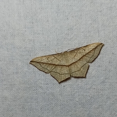 Timandra correspondens