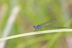 Onychargia atrocyana
