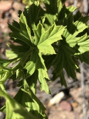 Pelargonium ribifolium