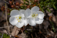 Drosera planchonii