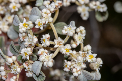 Spyridium parvifolium