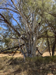 Eucalyptus camaldulensis