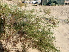 Artemisia arenaria