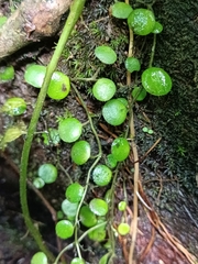 Peperomia rotundifolia