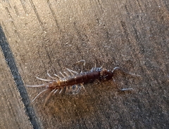 Lithobius forficatus