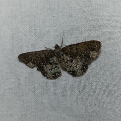 Abaciscus tristis
