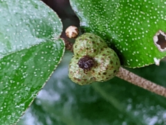 Croton cascarilloides