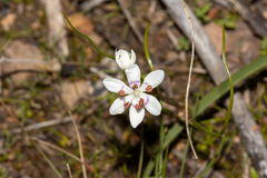 Wurmbea dioica
