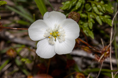 Drosera planchonii
