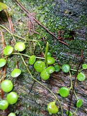 Peperomia rotundifolia